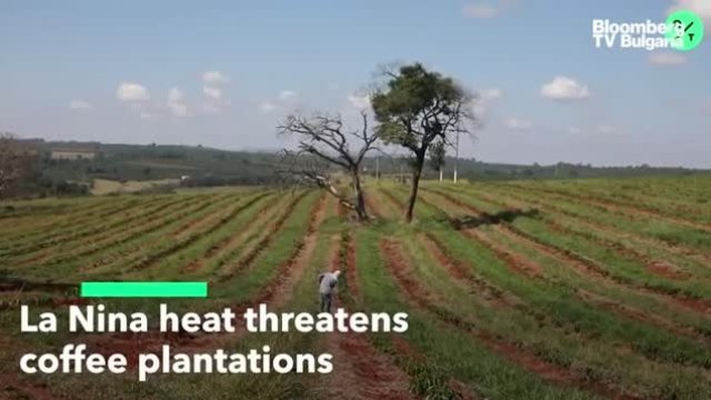 Лошото време заплашва реколтата от кафе в Бразилия