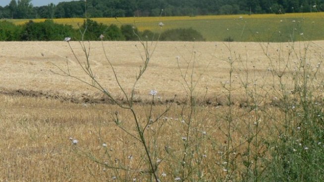 Общинските съвети ще решават дали да се променя предназначението на пасищата