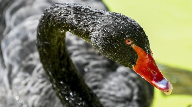 Американските черни лебеди летят най-често през септември