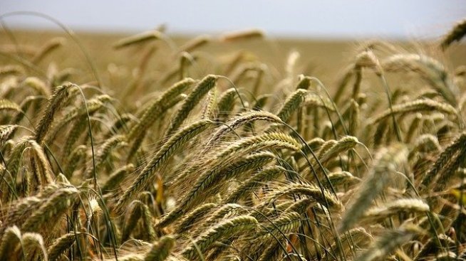 15% по-голям добив на пшеница у нас се очаква тази година