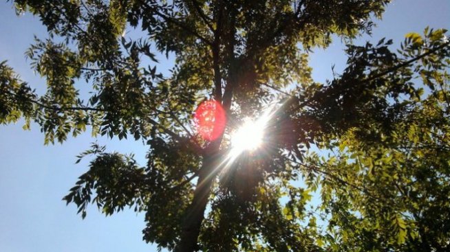 Очертава се рекордна година за соларната индустрия в САЩ