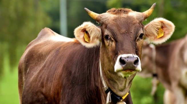 Хювефарма придоби американска компания за ветеринарни продукти