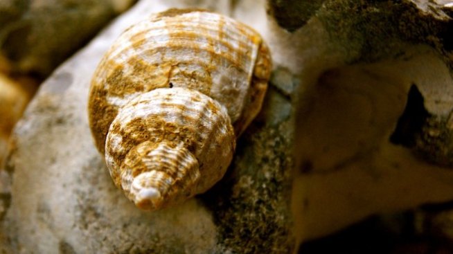 Японски компании търсят български рапани и биопродукти