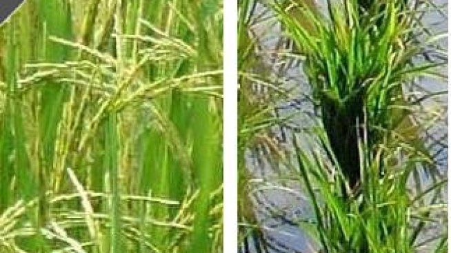 Онлайн игра праща ориз в бедните държави