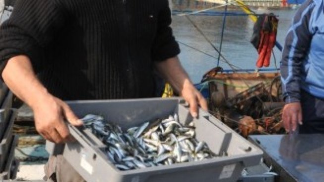 Ферма за миди ще инвестира над 1,3 млн. лв. за разширение и модернизация