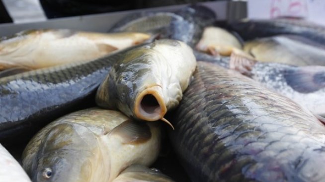 Данъчните от Варна глобиха 15 търговци на риба на Никулден