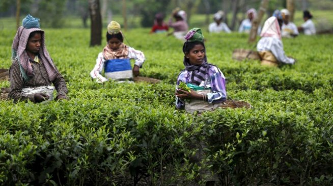 Чаят в Германия: 2,80 евро за фирмата, 4 цента за работника