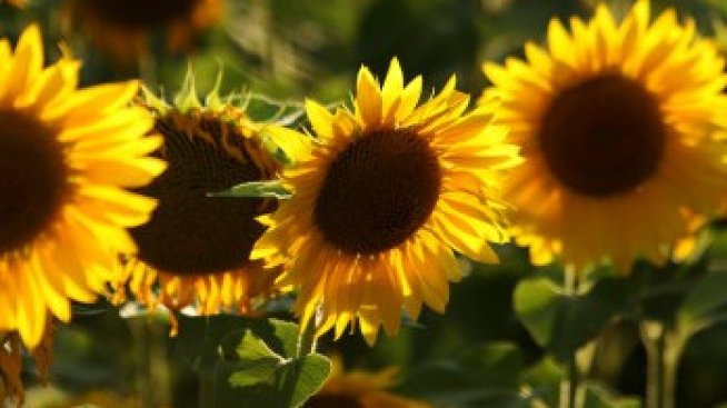 Преслав Райков: Зърнопреработвателна индустрия е напът да бъде провалена от държавата