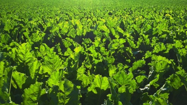 Руското агроминистерство очаква по-слаба реколта заради лошото време