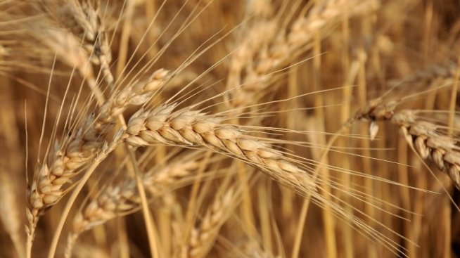 Купувачи и продавачи на пшеница засега се разминават