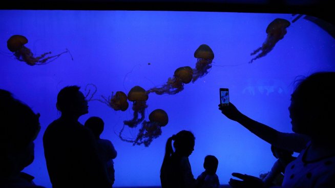 Франция затваря ядрени реактори заради нашествие на медузи