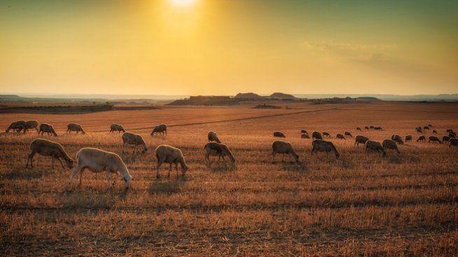 България продължава да се води огнище на чума по дребните животни