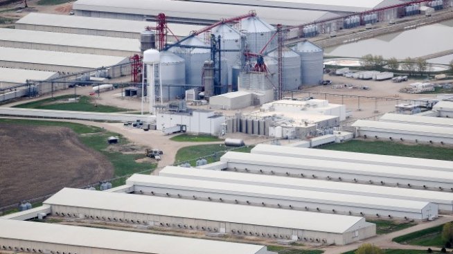 САЩ започват спешна битка срещу птичия грип