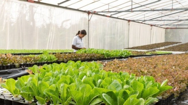 Ръст от 28% на оранжерийните зеленчуци за 2018 г. отчита агроминистерството