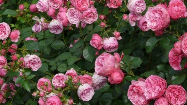 Хр. Николов: Пестициди в розовите насаждения поставят в риск бизнеса