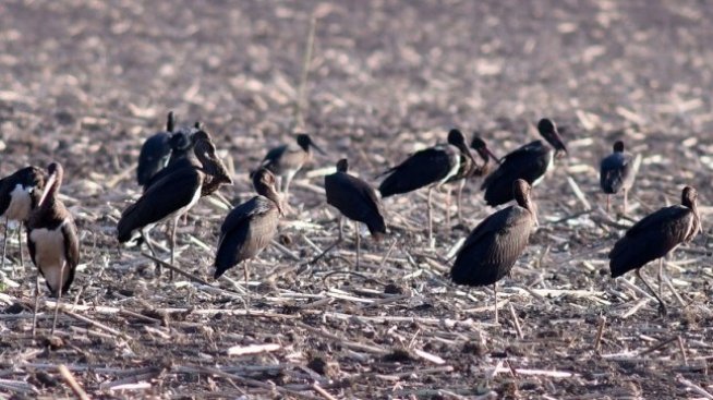 Застрояването край Шабла застрашава биоразнообразието, алармира еколог