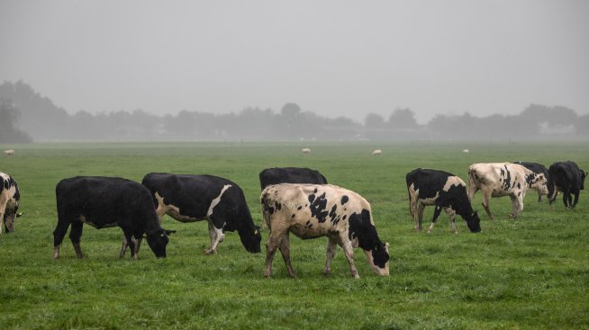 Нидерландия рискува да се сблъска с Брюксел заради отлагането на целта за азота