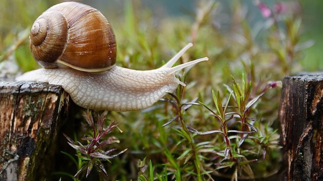 Има ли интерес бизнесът към производство на лечебни продукти с екстракт от охлюви?