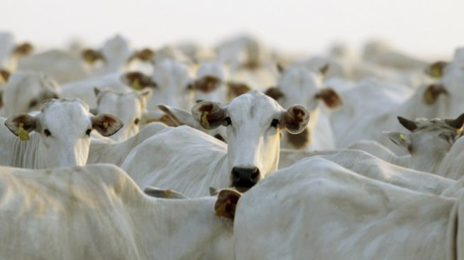 Сиренето е поскъпнало с близо 14% в период на понижение на цените на млякото