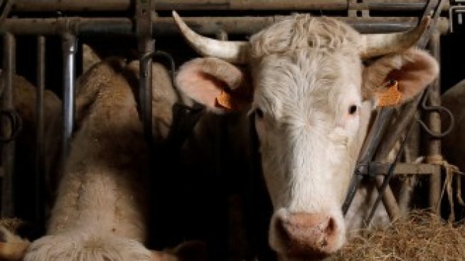 БАБХ проследява фуражна суровина от Бразилия със съмнение за салмонела