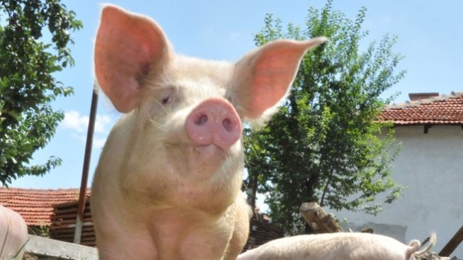 Продължават протестите срещу мерките за борба с африканската чума по свинете