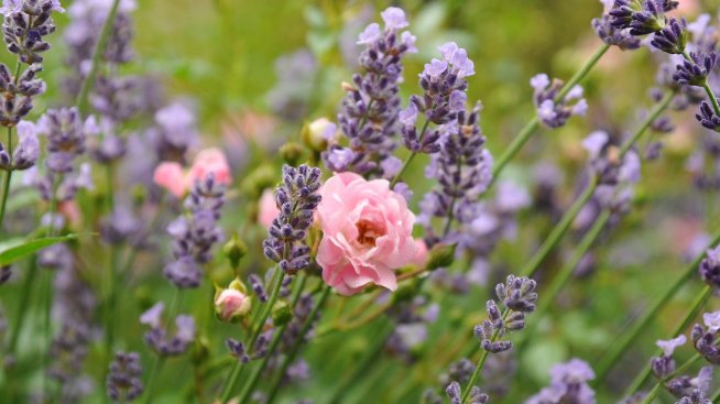 Пазарът на етерични масла в България е продължил да се свива и през 2023 г.