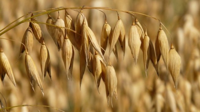 Фермерите ще ползват по нови правила намалената акцизна ставка на газьола