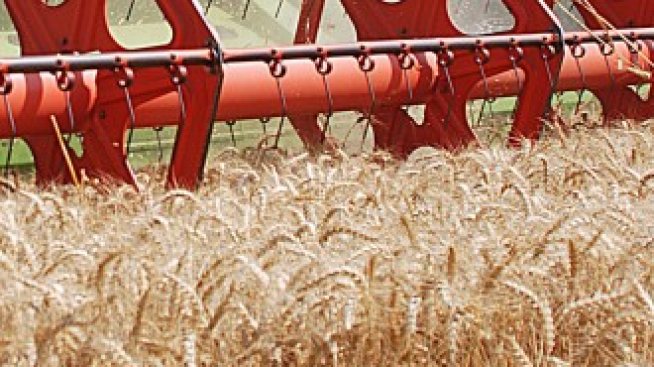 Зърното от нова реколта се търгува на необичайно висока цена