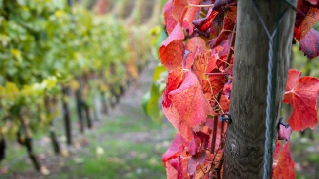 Нови винени проекти заявиха присъствие на DiVino