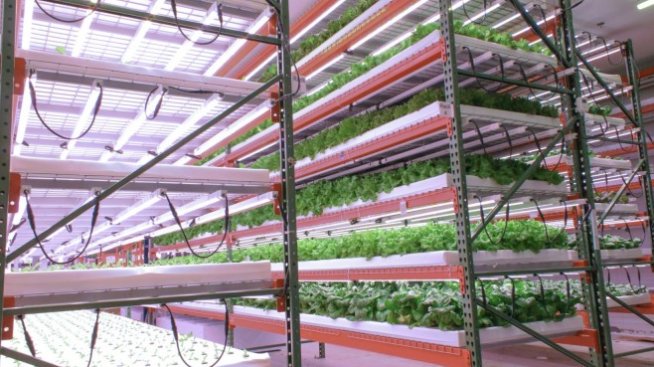 Дубай става дом на най-голямата вертикална ферма в света