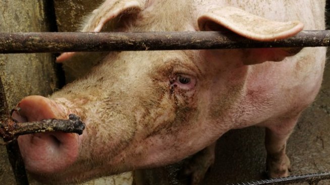 Близо една шеста от свинете в България вече са умъртвени