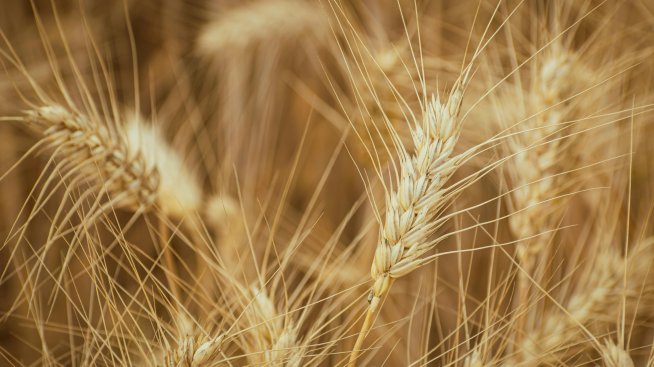 Движенията на цените на зърнените култури остават минимални седмица преди Коледа