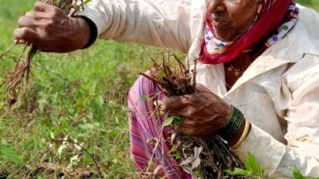 Азия може да избегне хранителна криза с инвестиции за 800 млрд. долара