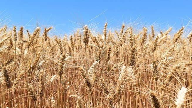 Васил Симов:  Има балансиран пазар в цените на суровините, дефицити няма