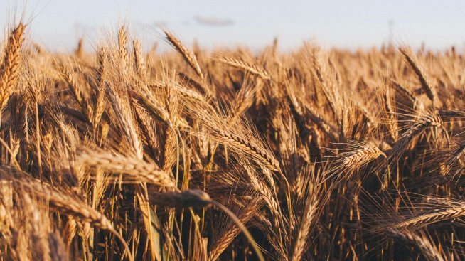 Земеделският министър не очаква скок на цената на хляба предвид реколтата