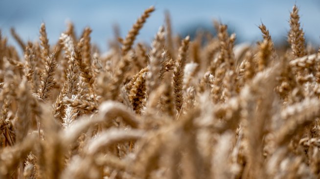 Цените на зърнените стоки по световните борси се раздвижиха в края на август 