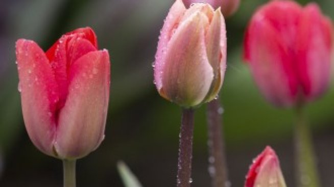 Митове и факти зад един от най-известните финансови балони в историята