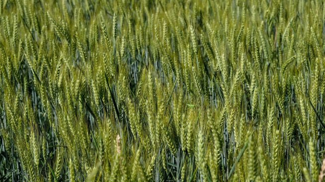 ЕС понижи прогнозите за реколтата, за България очакванията са добри