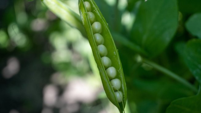 Български производител на грахови концентрати е сред най-големите в Европа
