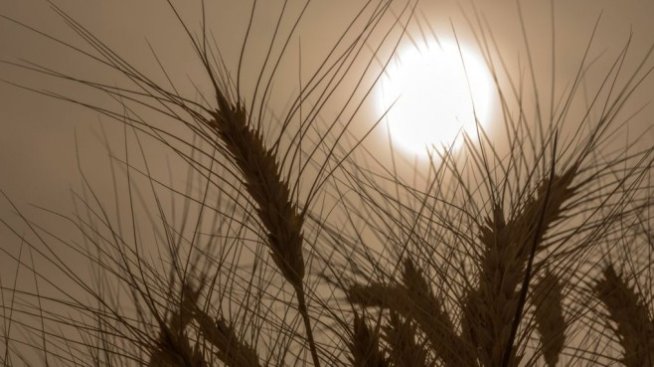 Г-7 ще търси решение на "войната за пшеницата"