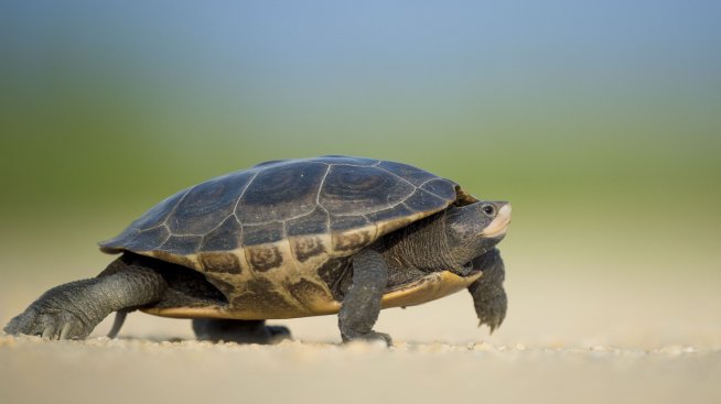 Губи ли импулс преходът към електрическа мобилност?