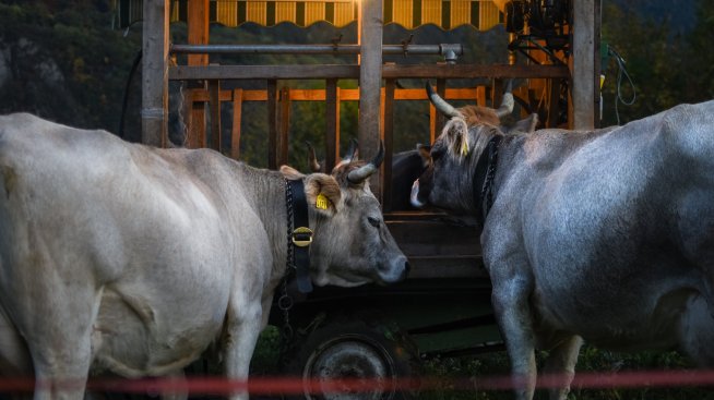 Фермер: Зърнопроизводители прокарват своите искания, а останалите браншове загиват