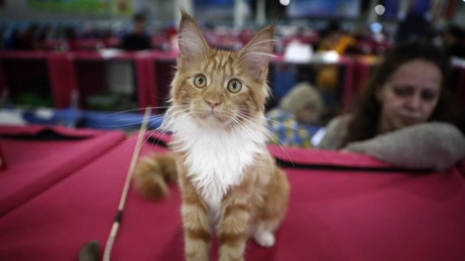 Лабораторно месо и за писана?