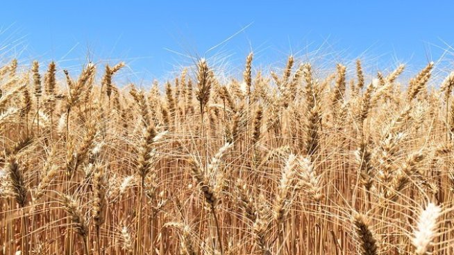 Цените на земеделските продукти може да поскъпнат през 2025 г.