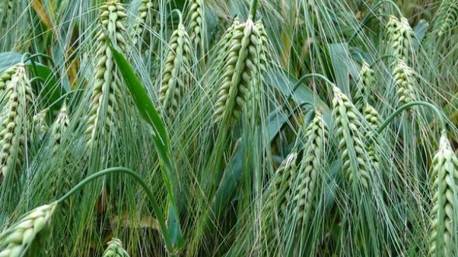 МЗХ подготвя концепция за увеличаване на противоградовата защита