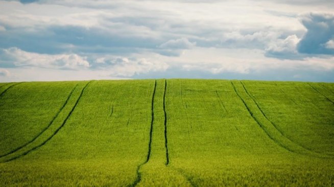 По 133 лева на хектар е субсидията за зелените директни плащания