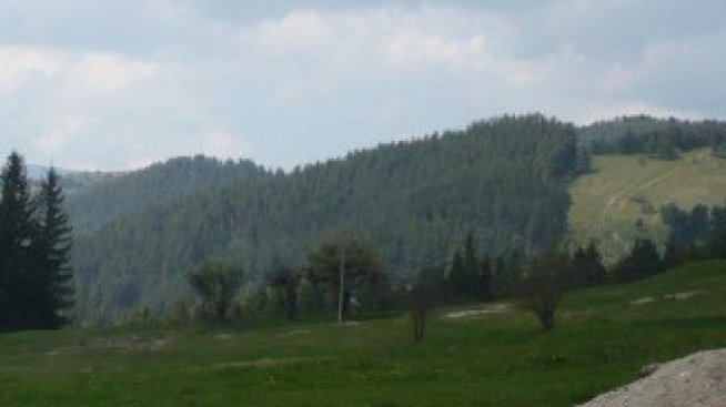 Обсъжда се премахване на тавана на субсидиите за залесяване