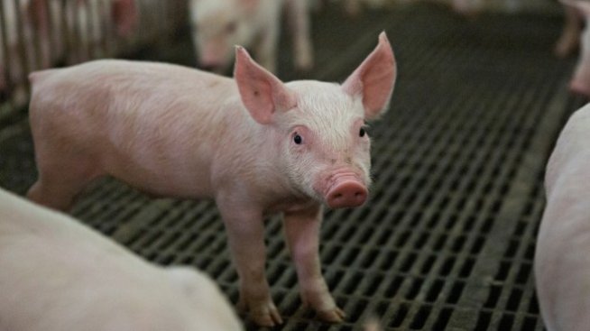 Китай отправя предупреждение към доставчиците на свинско месо
