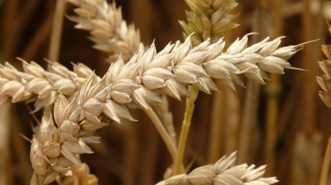 Очакваната реколта от пшеница в България е 5,4 млн. тона