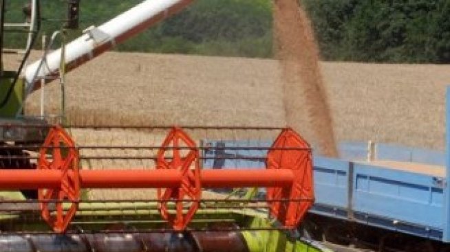 Няма изгледи цената на зърното да се понижи